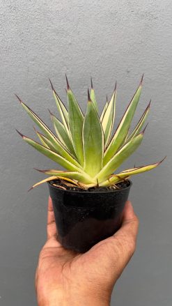 Agave Snow Glow, real gallery image #4 plants. Picture taken directly from kaktus.id community Agave farmer green houses.