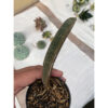 Sansevieria Pink Bat, real feature image plant. Picture taken directly from kaktus.id community Sansevieria farmer green houses.