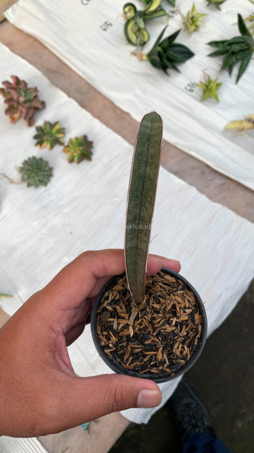 Sansevieria Pink Bat, real gallery image #2 plants. Picture taken directly from kaktus.id community Sansevieria farmer green houses.