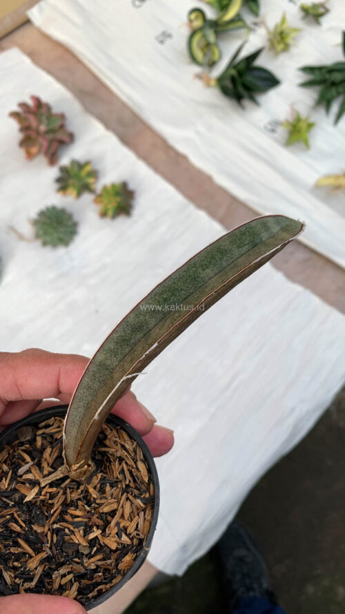 Sansevieria Pink Bat, real gallery image #3 plants. Picture taken directly from kaktus.id community Sansevieria farmer green houses.