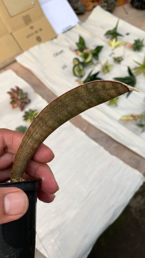 Sansevieria Pink Bat, real gallery image #1 plants. Picture taken directly from kaktus.id community Sansevieria farmer green houses.