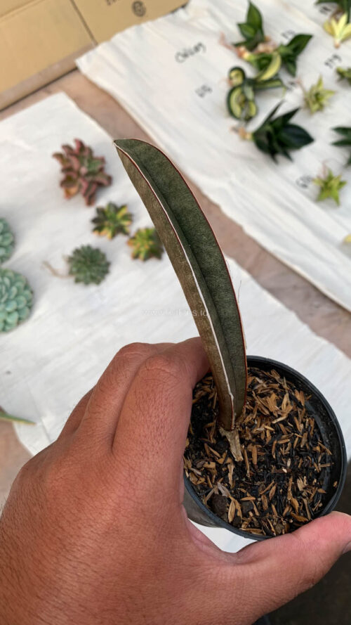 Sansevieria Pink Bat, real gallery image #4 plants. Picture taken directly from kaktus.id community Sansevieria farmer green houses.