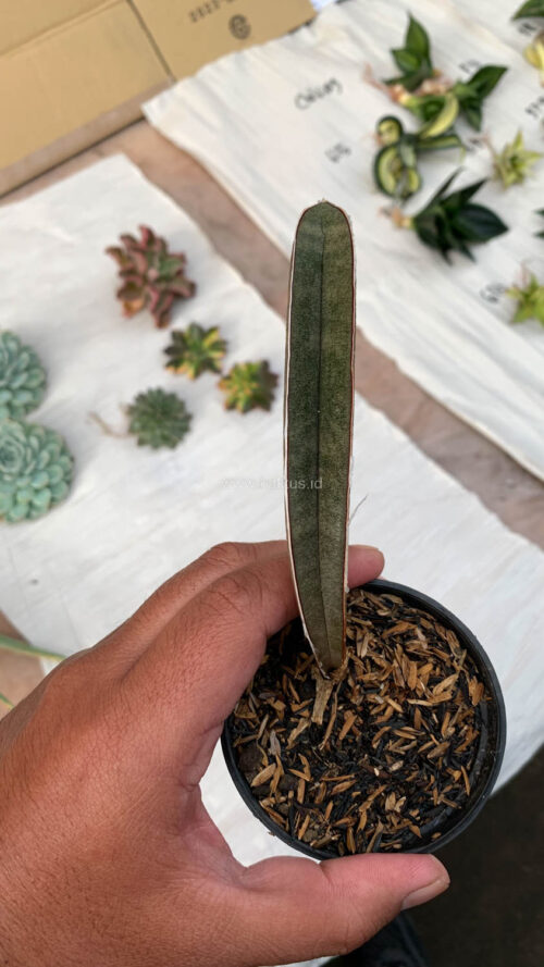 Sansevieria Pink Bat, real gallery image #5 plants. Picture taken directly from kaktus.id community Sansevieria farmer green houses.
