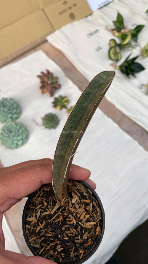 Sansevieria Pink Bat, real gallery image #6 plants. Picture taken directly from kaktus.id community Sansevieria farmer green houses.