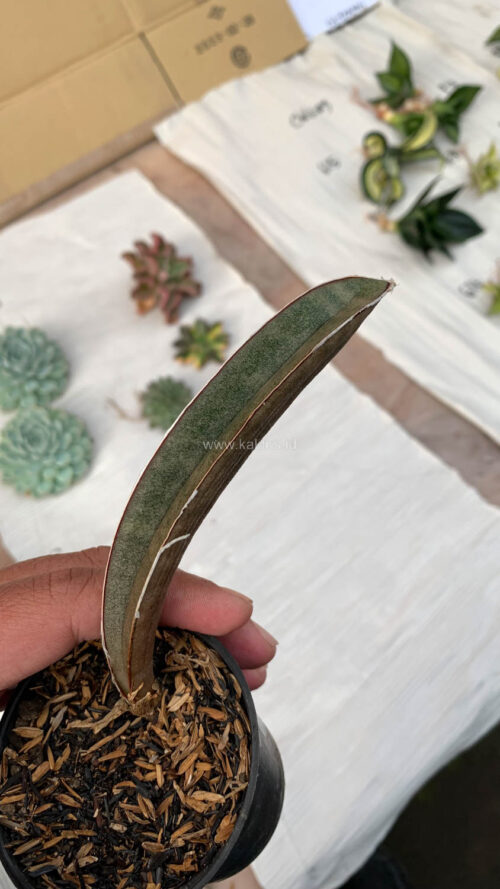 Sansevieria Pink Bat, real gallery image #7 plants. Picture taken directly from kaktus.id community Sansevieria farmer green houses.