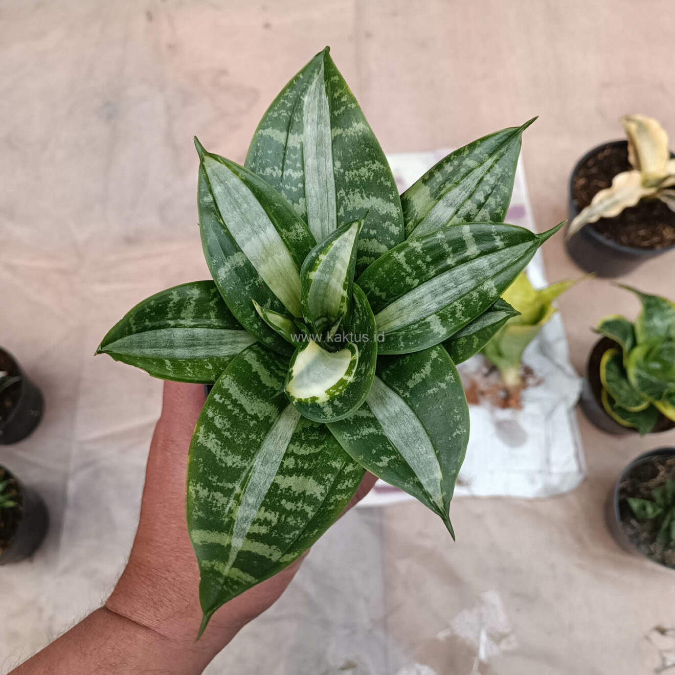 Sansevieria Hahniii Sticker, real gallery image #5 plants. Picture taken directly from kaktus.id community Sansevieria farmer green houses.