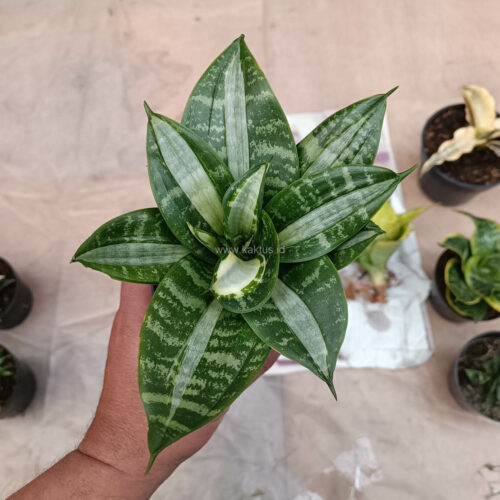 Sansevieria Hahniii Sticker, real gallery image #5 plants. Picture taken directly from kaktus.id community Sansevieria farmer green houses.