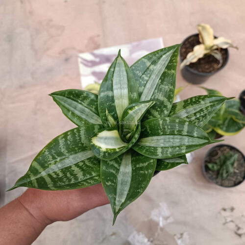 Sansevieria Hahniii Sticker, real gallery image #23 plants. Picture taken directly from kaktus.id community Sansevieria farmer green houses.