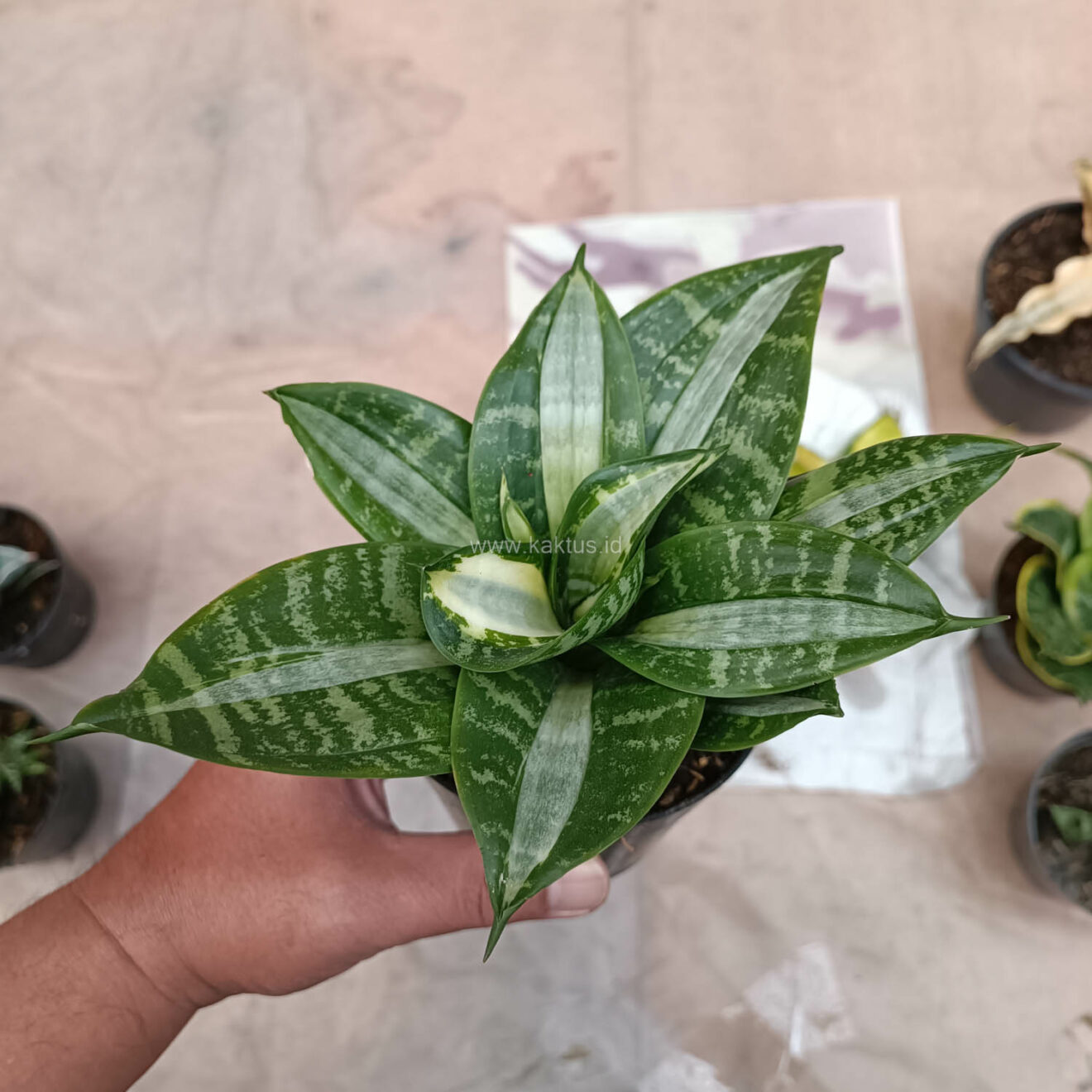 Sansevieria Hahniii Sticker, real gallery image #8 plants. Picture taken directly from kaktus.id community Sansevieria farmer green houses.