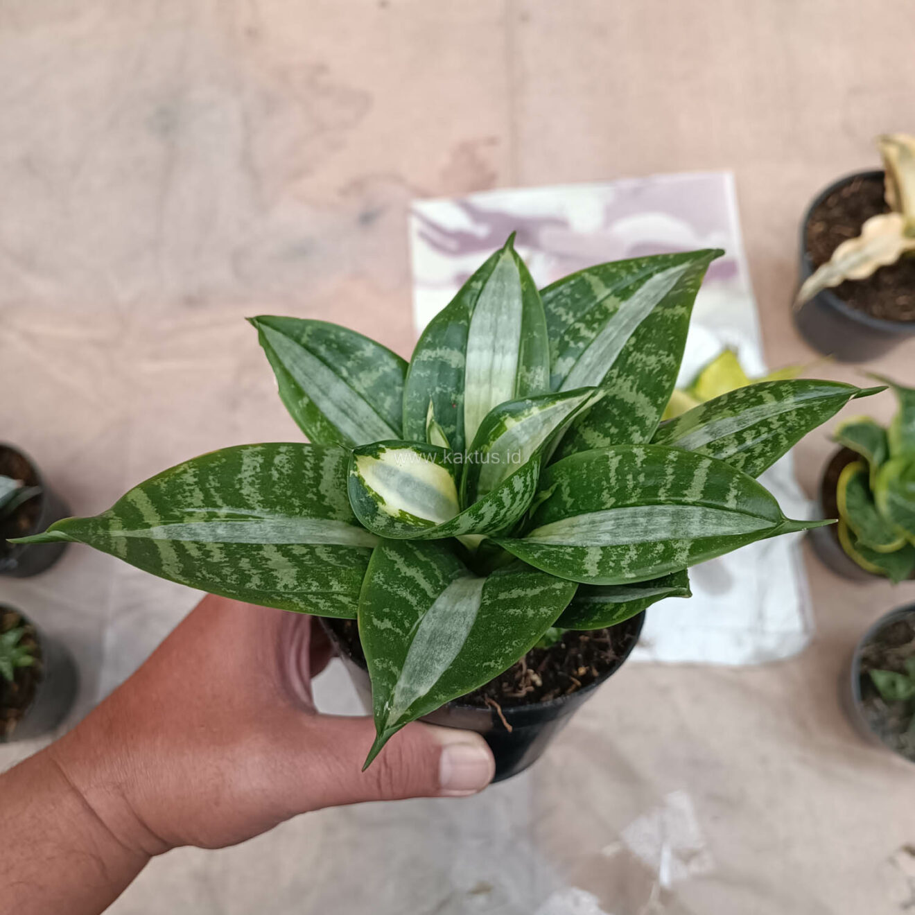 Sansevieria Hahniii Sticker, real gallery image #21 plants. Picture taken directly from kaktus.id community Sansevieria farmer green houses.