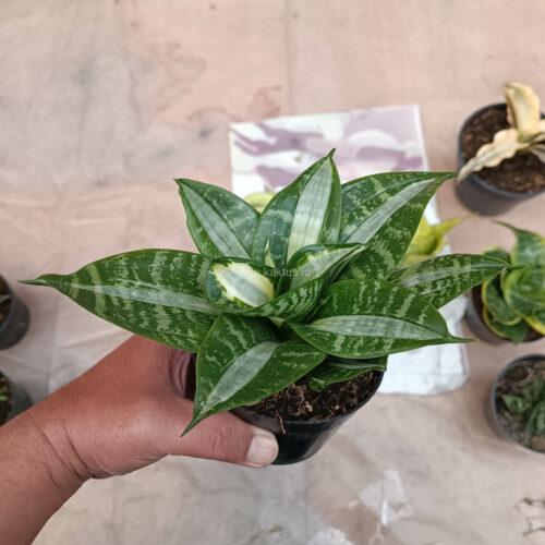 Sansevieria Hahniii Sticker, real gallery image #3 plants. Picture taken directly from kaktus.id community Sansevieria farmer green houses.