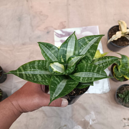 Sansevieria Hahniii Sticker, real gallery image #12 plants. Picture taken directly from kaktus.id community Sansevieria farmer green houses.