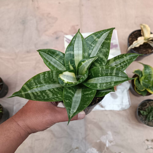 Sansevieria Hahniii Sticker, real gallery image #14 plants. Picture taken directly from kaktus.id community Sansevieria farmer green houses.