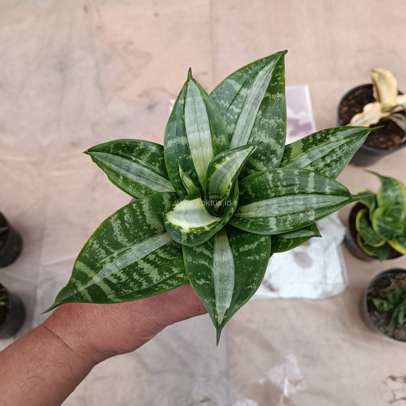Sansevieria Hahniii Sticker, real gallery image #19 plants. Picture taken directly from kaktus.id community Sansevieria farmer green houses.