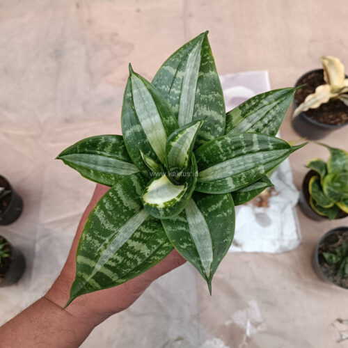 Sansevieria Hahniii Sticker, real gallery image #17 plants. Picture taken directly from kaktus.id community Sansevieria farmer green houses.