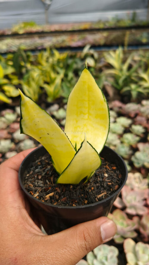 Sansevieria Futura Hendrika Golden Solid, real gallery image #12 plants. Picture taken directly from kaktus.id community Sansevieria farmer green houses.