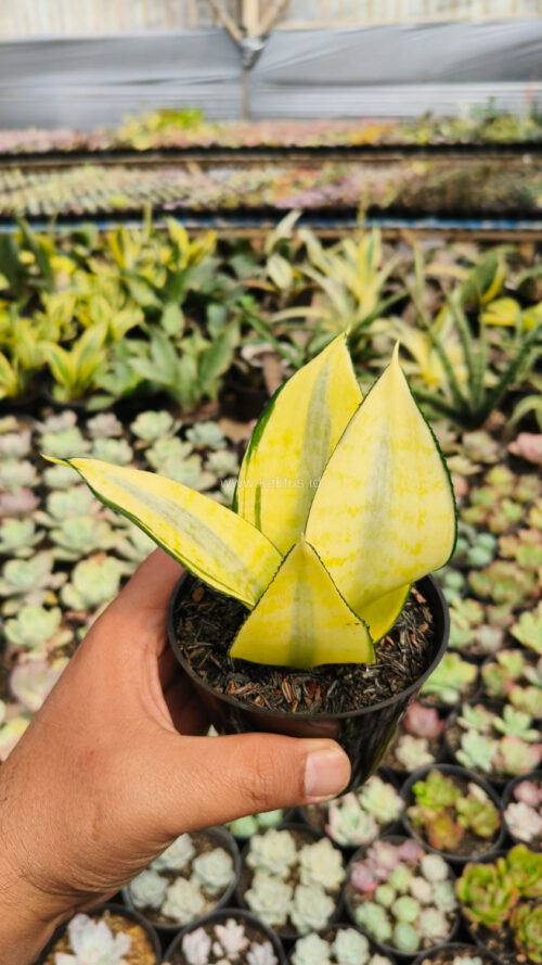 Sansevieria Futura Hendrika Golden Solid, real gallery image #9 plants. Picture taken directly from kaktus.id community Sansevieria farmer green houses.
