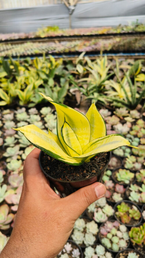 Sansevieria Futura Hendrika Golden Solid, real gallery image #1 plants. Picture taken directly from kaktus.id community Sansevieria farmer green houses.