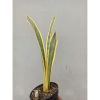 Sansevieria Assalam, real feature image plant. Picture taken directly from kaktus.id community Sansevieria farmer green houses.
