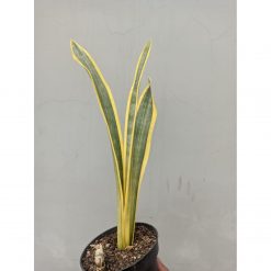 Sansevieria Assalam, real feature image plant. Picture taken directly from kaktus.id community Sansevieria farmer green houses.