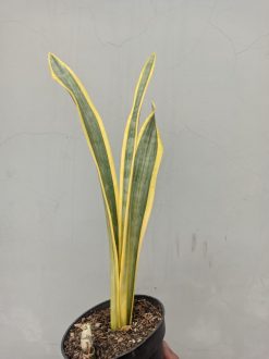 Sansevieria Assalam, real gallery image #2 plants. Picture taken directly from kaktus.id community Sansevieria farmer green houses.
