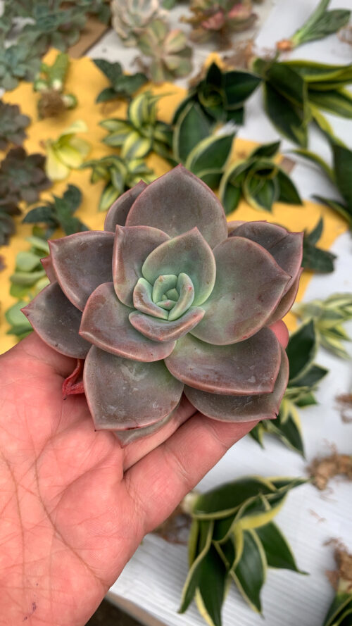 Graptoveria Albert Baynes, real gallery image #6 plants. Picture taken directly from kaktus.id community Graptoveria farmer green houses.