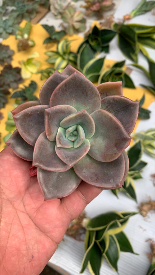 Graptoveria Albert Baynes, real gallery image #5 plants. Picture taken directly from kaktus.id community Graptoveria farmer green houses.