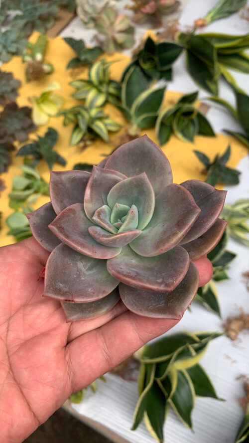Graptoveria Albert Baynes, real gallery image #1 plants. Picture taken directly from kaktus.id community Graptoveria farmer green houses.