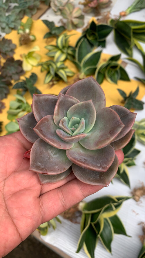 Graptoveria Albert Baynes, real gallery image #4 plants. Picture taken directly from kaktus.id community Graptoveria farmer green houses.