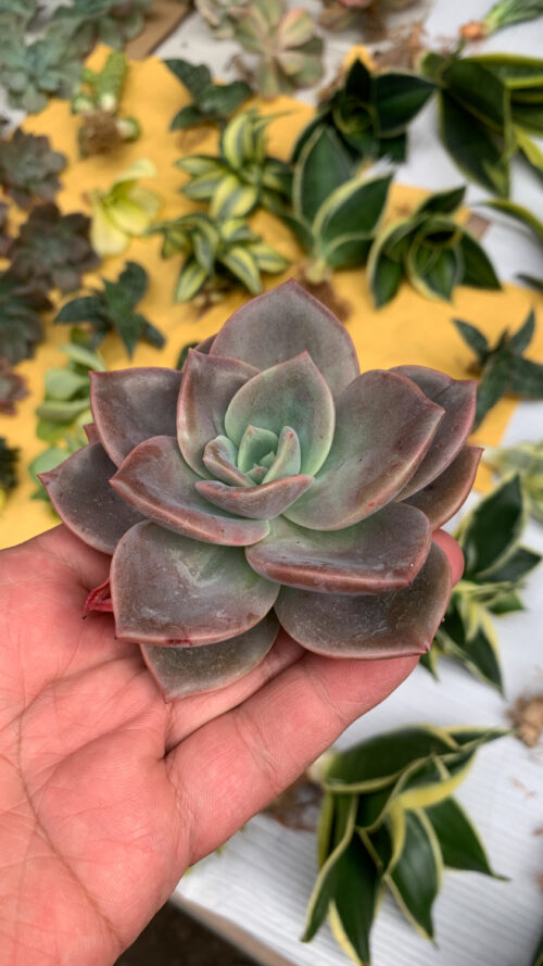Graptoveria Albert Baynes, real gallery image #3 plants. Picture taken directly from kaktus.id community Graptoveria farmer green houses.