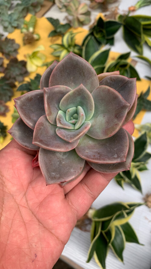 Graptoveria Albert Baynes, real gallery image #2 plants. Picture taken directly from kaktus.id community Graptoveria farmer green houses.