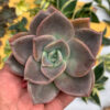 Graptoveria Albert Baynes, real feature image plant. Picture taken directly from kaktus.id community Graptoveria farmer green houses.