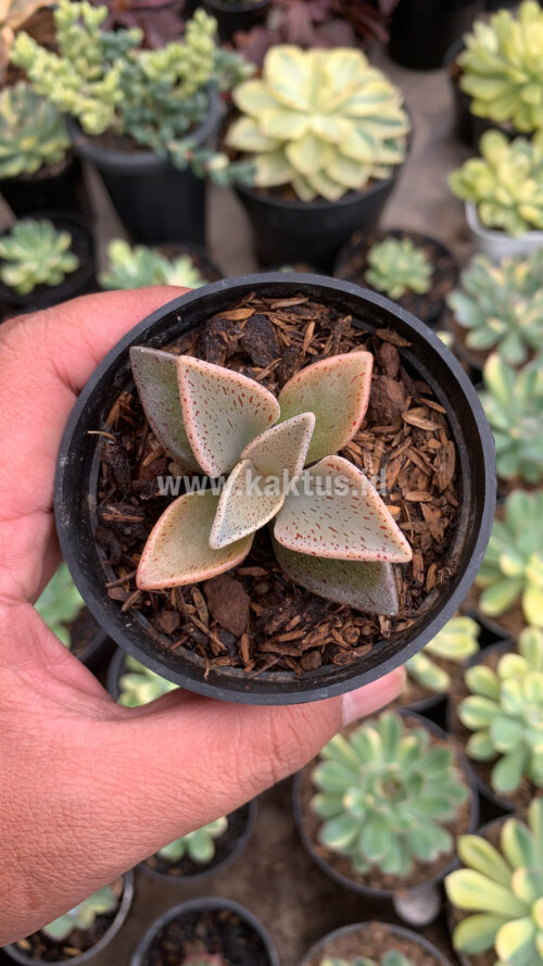 Lenophyllum Guttatum, real gallery image #8 plants. Picture taken directly from kaktus.id community Lenophyllum farmer green houses.