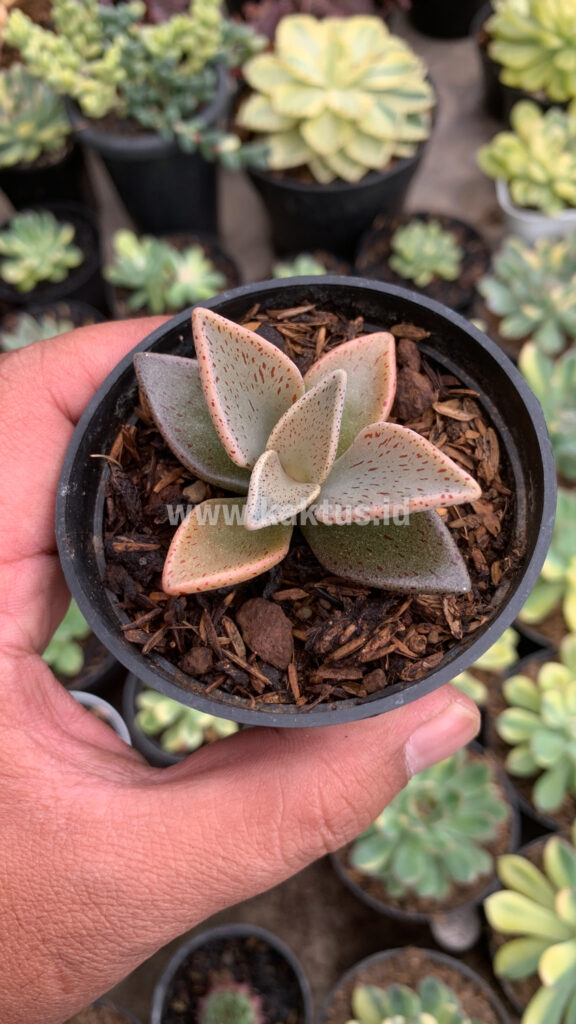 kaktus.id