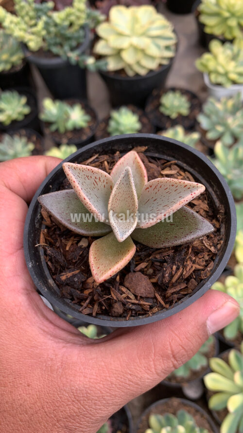 Lenophyllum Guttatum, real gallery image #6 plants. Picture taken directly from kaktus.id community Lenophyllum farmer green houses.