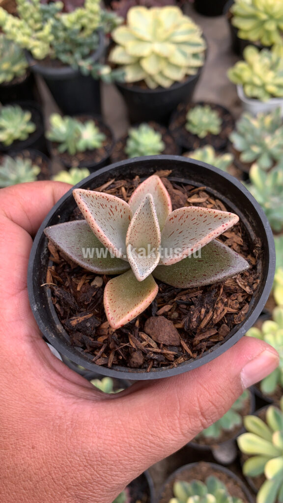 kaktus.id