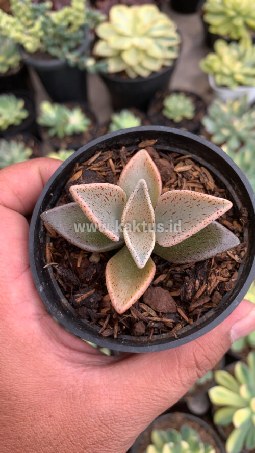Lenophyllum Guttatum, real gallery image #5 plants. Picture taken directly from kaktus.id community Lenophyllum farmer green houses.