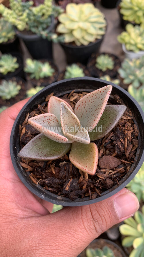 Lenophyllum Guttatum, real gallery image #4 plants. Picture taken directly from kaktus.id community Lenophyllum farmer green houses.