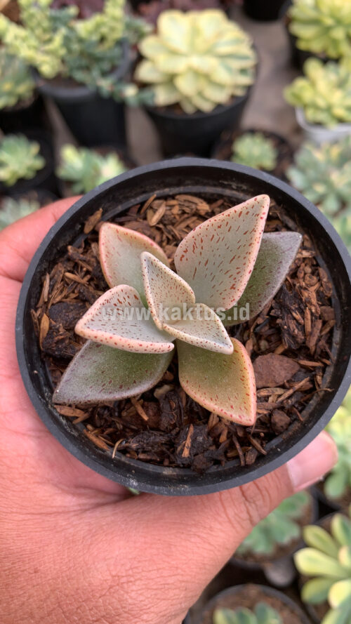 Lenophyllum Guttatum, real gallery image #1 plants. Picture taken directly from kaktus.id community Lenophyllum farmer green houses.