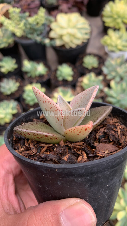 Lenophyllum Guttatum, real gallery image #3 plants. Picture taken directly from kaktus.id community Lenophyllum farmer green houses.