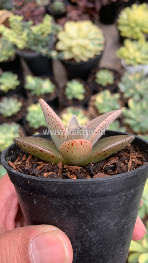 Lenophyllum Guttatum, real gallery image #2 plants. Picture taken directly from kaktus.id community Lenophyllum farmer green houses.
