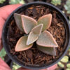 Lenophyllum Guttatum, real feature image plant. Picture taken directly from kaktus.id community Lenophyllum farmer green houses.