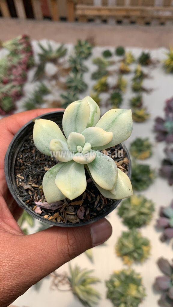 kaktus.id