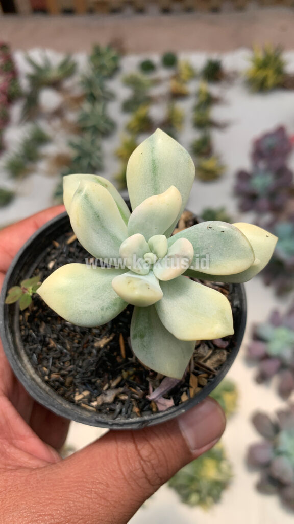 kaktus.id