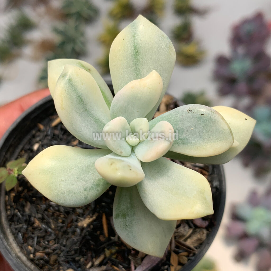 kaktus.id