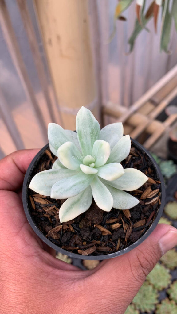 kaktus.id