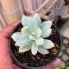 Graptoveria Supreme White Variegated, real gallery image #13 plants. Picture taken directly from kaktus.id community Graptoveria farmer green houses.