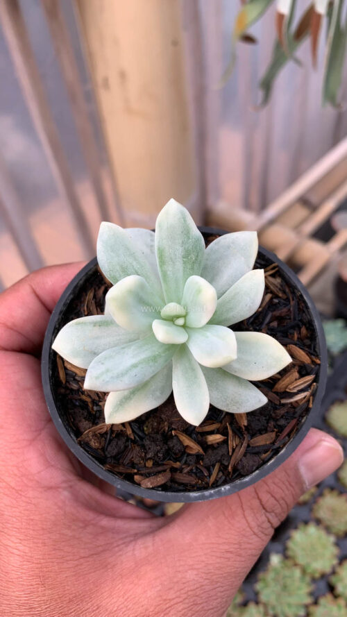 Graptoveria Supreme White Variegated, real gallery image #3 plants. Picture taken directly from kaktus.id community Graptoveria farmer green houses.