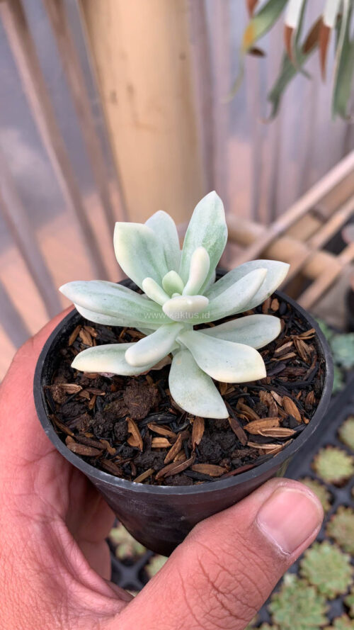 Graptoveria Supreme White Variegated, real gallery image #2 plants. Picture taken directly from kaktus.id community Graptoveria farmer green houses.