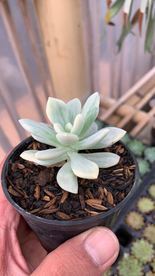 Graptoveria Supreme White Variegated, real gallery image #1 plants. Picture taken directly from kaktus.id community Graptoveria farmer green houses.
